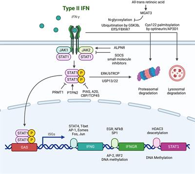 Dysregulation in IFN-γ signaling and response: the barricade to tumor immunotherapy